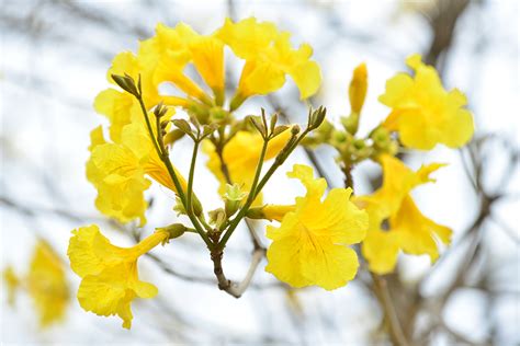 黃鐘花風水|黃花風鈴木